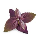 Basilico viola ricarica Lingot per orto Véritable