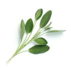 Salvia ricarica Lingot per orto Véritable