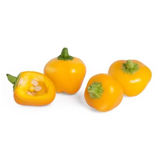 Mini peperone giallo ricarica Lingot per orto Véritable